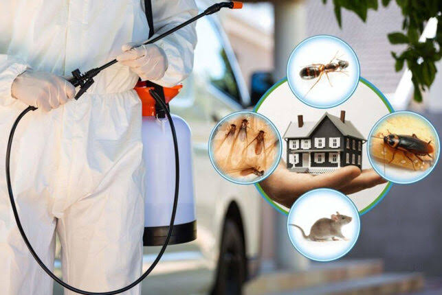 شركة مكافحة حشرات في دبي