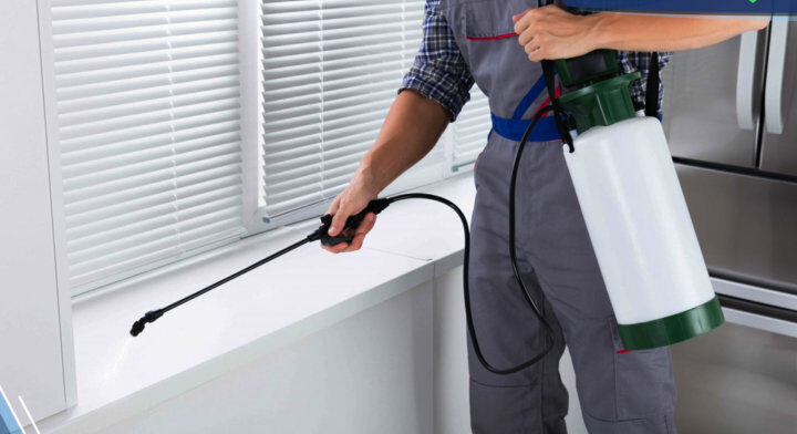 شركة مكافحة حشرات في عجمان