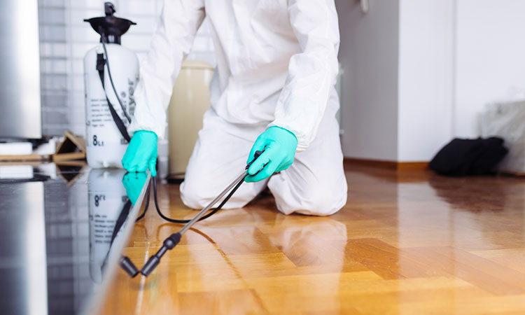 شركة مكافحة حشرات في أبوظبي