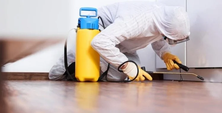 شركة مكافحة حشرات في الشارقة