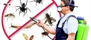 شركة مكافحة حشرات في ام القيوين