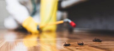 شركة مكافحة حشرات في دبي