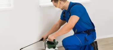 شركة مكافحة حشرات في عجمان