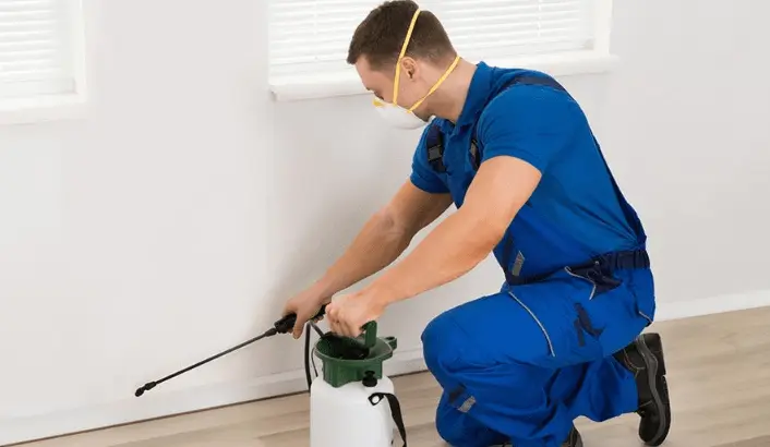 شركة مكافحة حشرات في عجمان